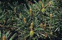 Pine Bach Flower Remedy 10ml - Health Emporium