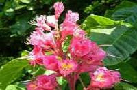 Red Chestnut Bach Flower Remedy 10ml - Health Emporium