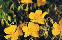 Rock Rose Bach Flower Remedy 10ml - Health Emporium