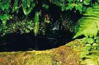 Rock Water Bach Flower Remedy 10ml - Health Emporium