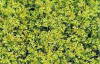 Scleranthus Bach Flower Remedy 10ml - Health Emporium