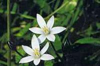 Star of Bethlehem Bach Flower Remedy 10ml - Health Emporium