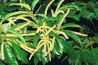 Sweet Chestnut Bach Flower Remedy 10ml - Health Emporium