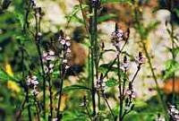Vervain Bach Flower Remedy 10ml - Health Emporium