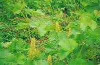Vine Bach Flower Remedy 10ml - Health Emporium