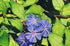 Cerato Bach Flower Remedy 10ml - Health Emporium