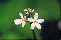 Water Violet Bach Flower Remedy 10ml - Health Emporium