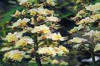 ﻿White Chestnut Bach Flower Remedy 10ml - Health Emporium