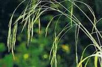 Wild Oat Bach Flower Remedy 10ml - Health Emporium