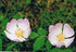 Wild Rose Bach Flower Remedy 10ml - Health Emporium