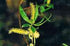 Willow Bach Flower Remedy 10ml - Health Emporium