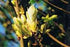 Chestnut Bud Bach Flower Remedy 10ml - Health Emporium