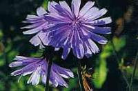 Chicory Bach Flower Remedy 10ml - Health Emporium