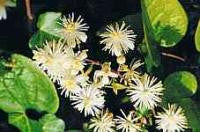 Clematis Bach Flower Remedy 10ml - Health Emporium