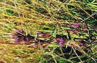 Gentian Bach Flower Remedy 10ml - Health Emporium