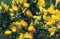 Gorse Bach Flower Remedy 10ml - Health Emporium